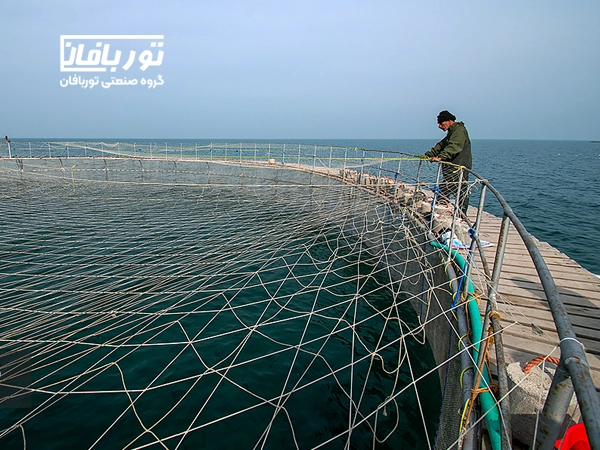 مزایای پرورش ماهی در قفس