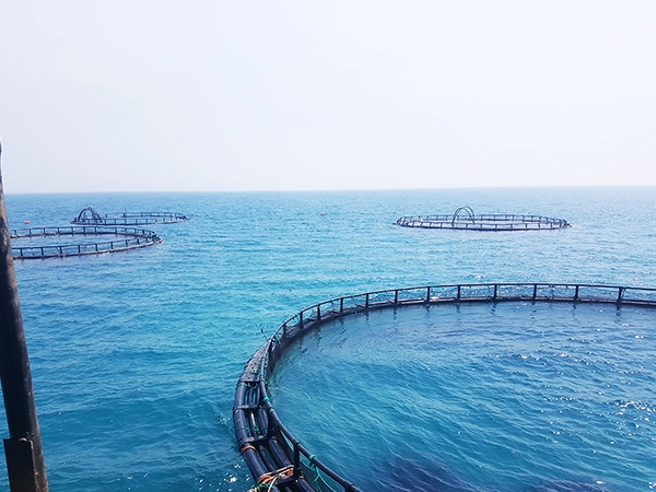 اجرای تور قفس پرورش ماهی در بوشهر